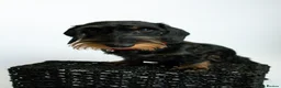 Miniature Dachshund dogs for sale: 5 ⭐ licenced breeder mini wires  - Advert 4