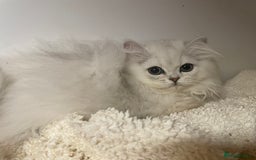 Persian cats for sale: Silver Chinchilla Persians Available! - Image 8