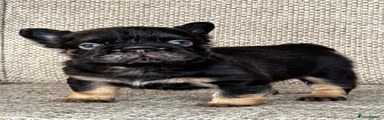 French Bulldog 2