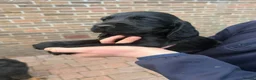 Cocker Spaniel dogs for stud: Cocker spaniel stud in Carluke - Advert 7