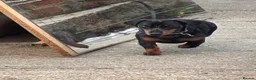 Dachshund dogs for sale: Lovely dappling dashhound  in Basildon - Advert 3