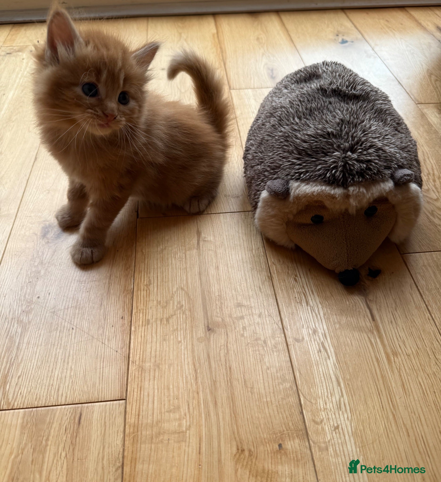 Mixed Breed cats God loves number three. 🥰🙏 - Advert 11