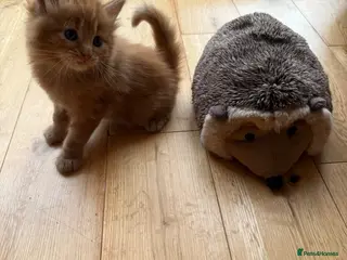 Mixed Breed cats God loves number three. 🥰🙏 - Advert 2