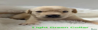 Light Green Collar