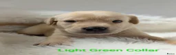 Labrador Retriever dogs for sale: Beautiful KC Registered Labrador Puppies  - Advert 24