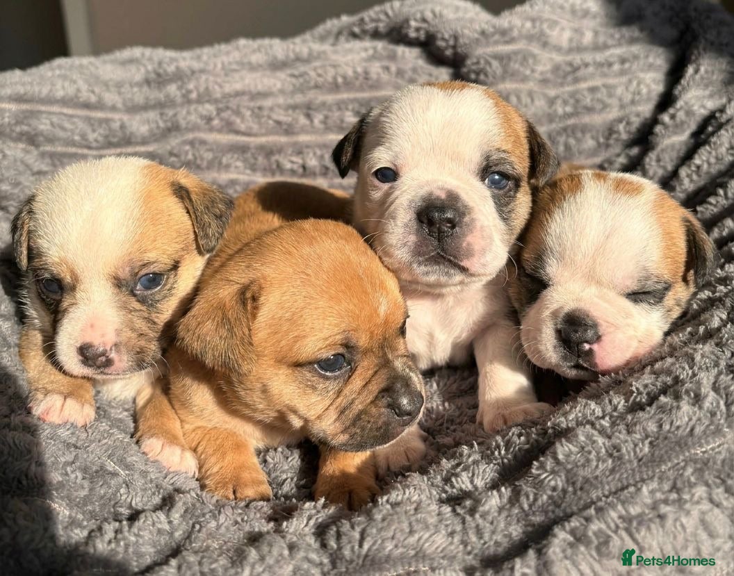Mixed Breed dogs for sale: Fluffy English bull dogs  in Walsall - Advert 2
