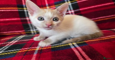 Mixed Breed cats - Advert 4