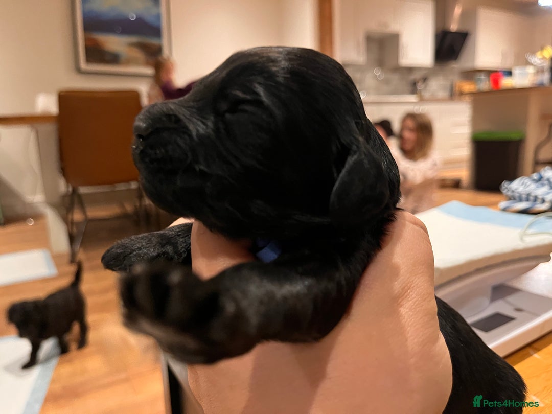 Australian Labradoodle dogs for sale: Healthy tested true Australian Labradoodle pups - Advert 23