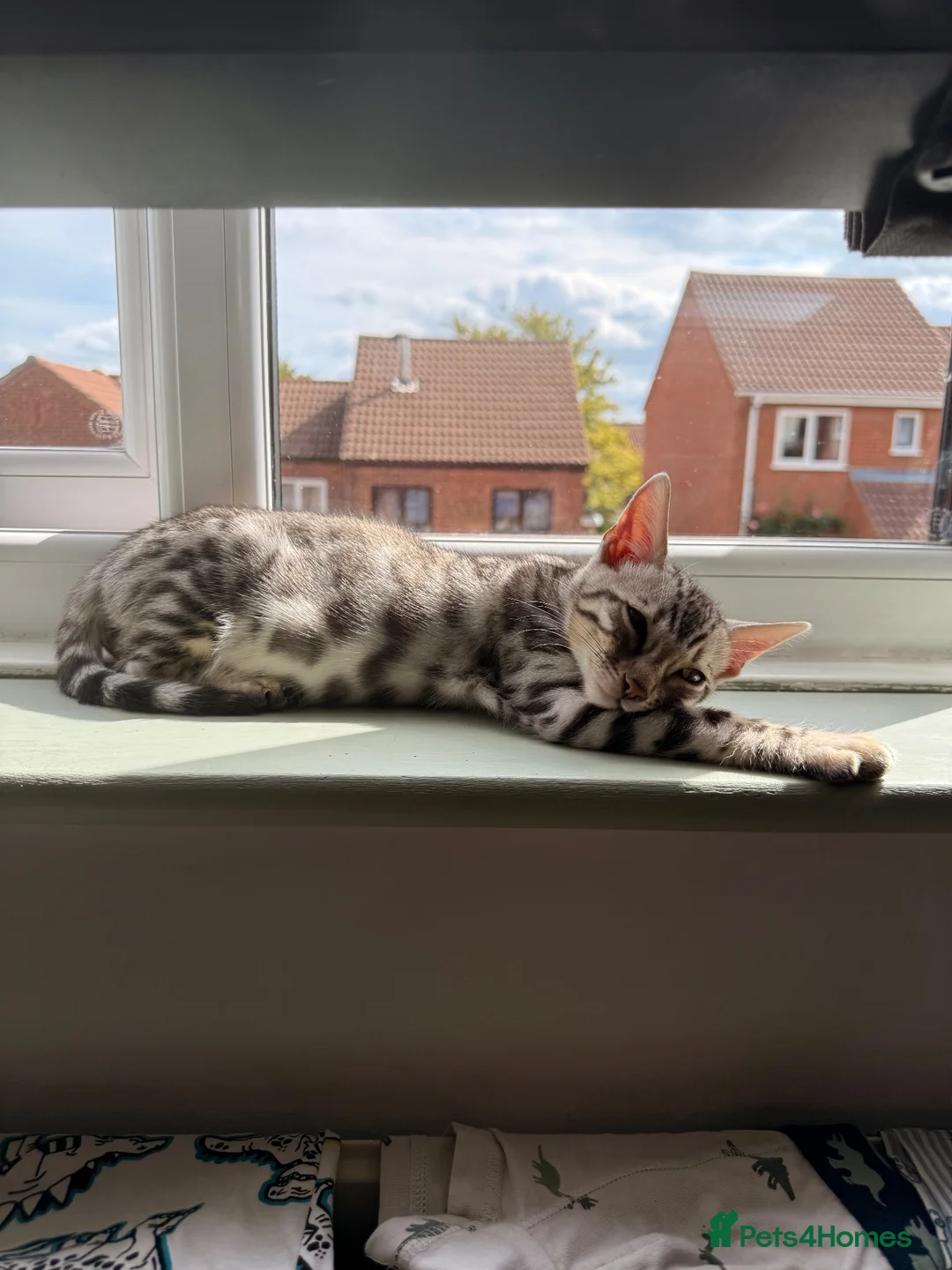 Bengal cats for sale: Silver Bengal Male - Advert 2