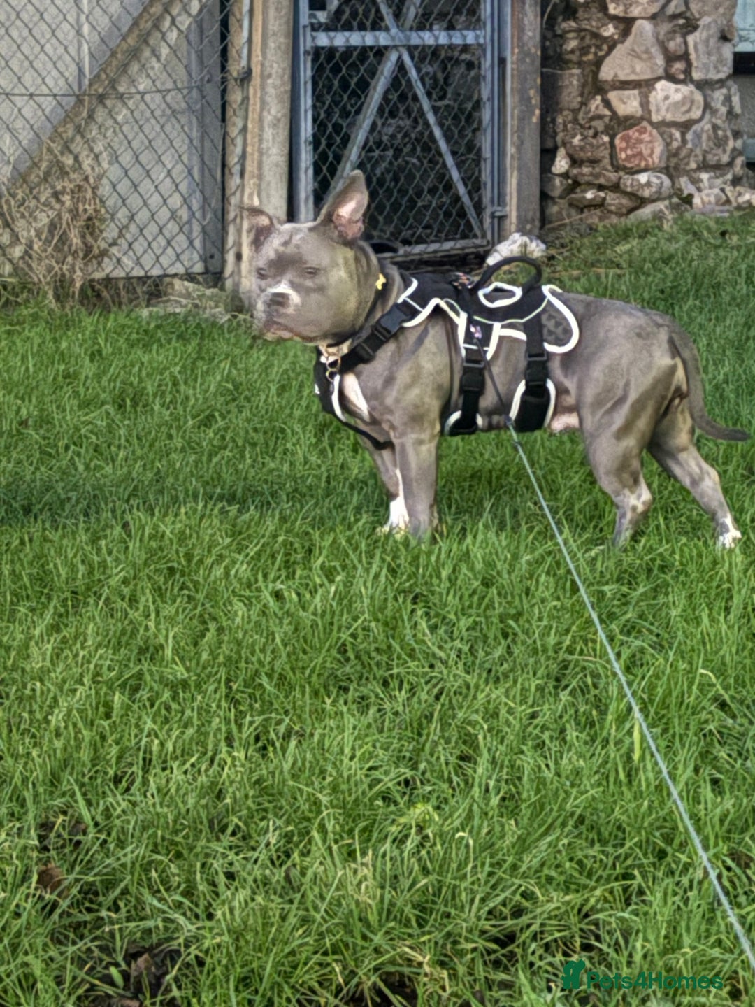 American Bulldog dogs for sale: American bulldog female  - Image 1