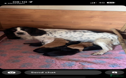 Sprocker dogs for sale: Sprocker pups by working parents - Image 6