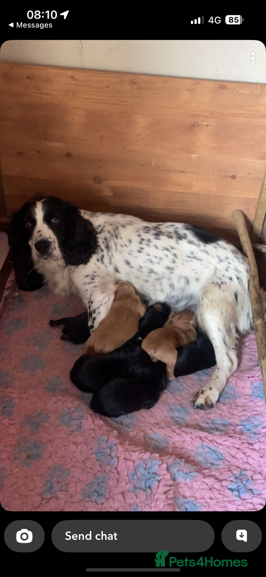 Sprocker dogs for sale: Sprocker pups by working parents - Image 6