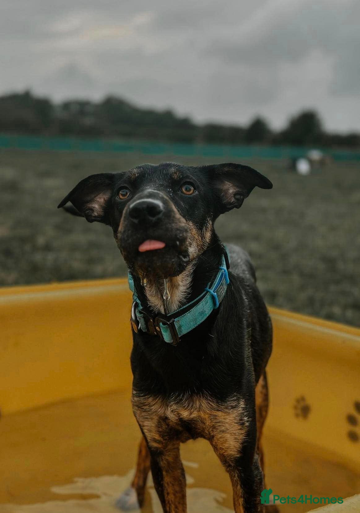 Mixed Breed dogs Madonna 18 month old female  in Barry - Advert 2