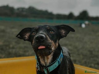 Mixed Breed dogs in Barry - Advert 12