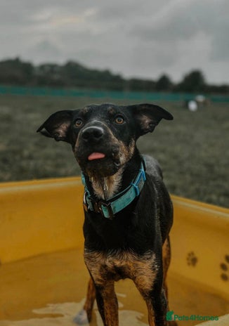 Mixed Breed dogs Madonna 18 month old female in Barry - Advert 15