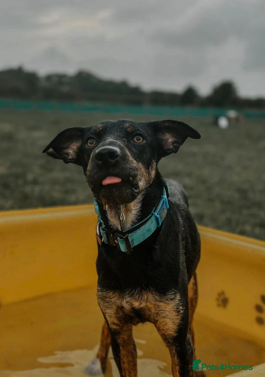 Mixed Breed dogs for adoption: Madonna 18 month old female  in Barry - Advert 1