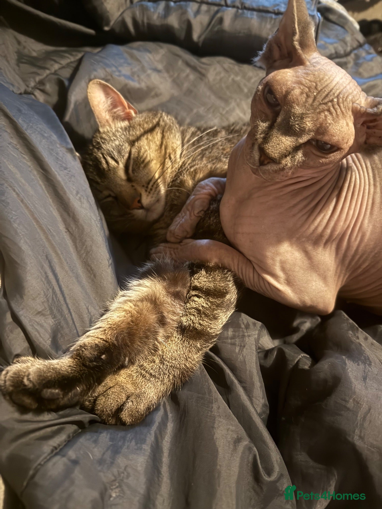 Sphynx cats Sphynx Female  - Advert 4