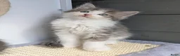 Maine Coon cats for sale: !!READY NOW last Boy!! - Advert 4