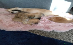 Chihuahua dogs for sale: Pure Chihuahua boy  - Image 5