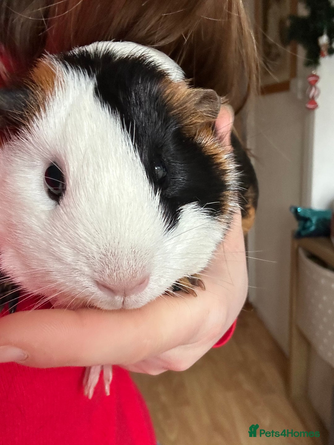 Guinea Pig rodents for sale: Guinea pigs and cage - Advert 6