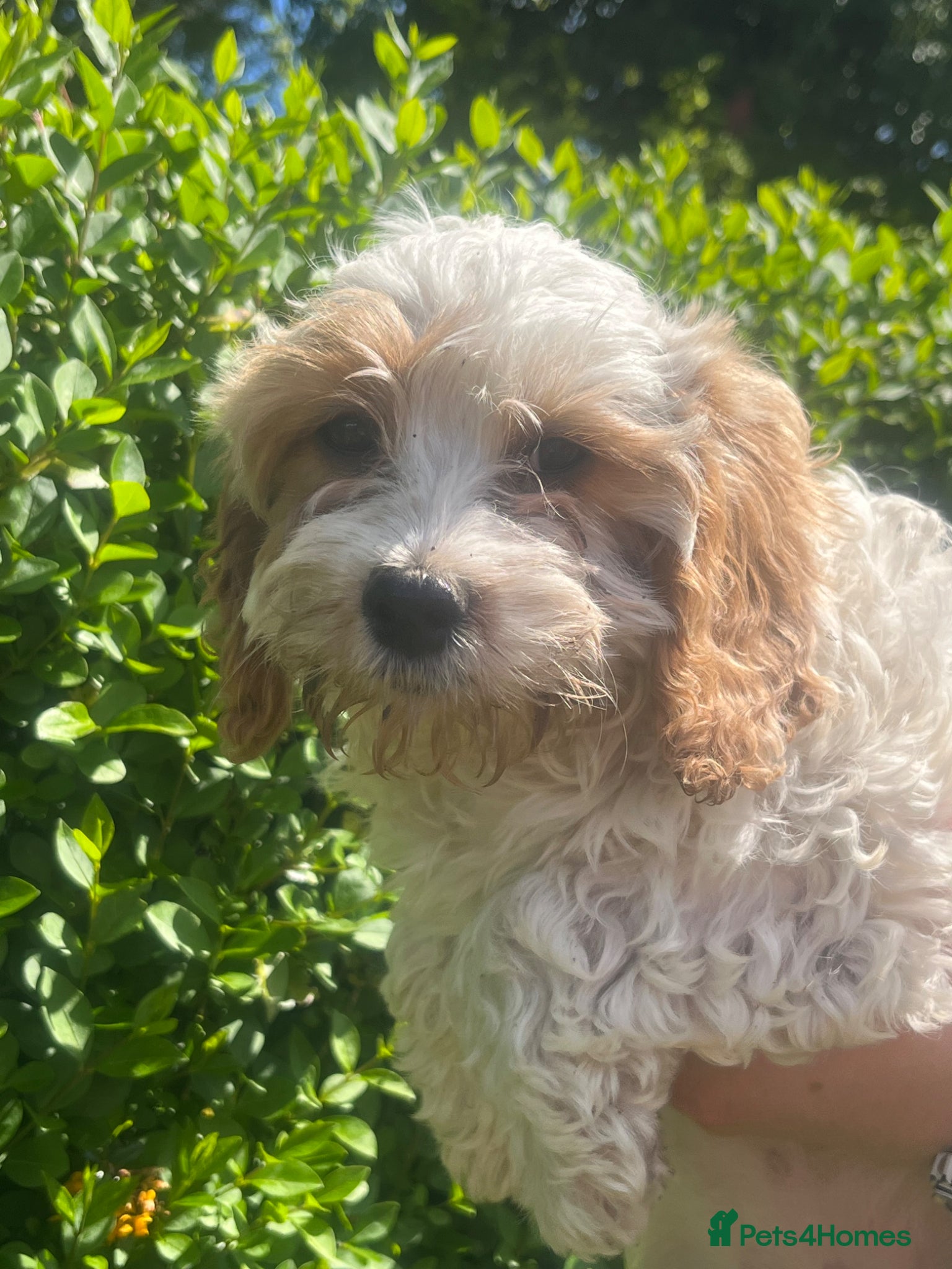 Cavapoo dogs Stunning cavapoo pups  - Advert 6