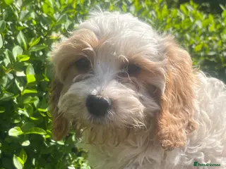 Cavapoo dogs Stunning cavapoo pups - Advert 6