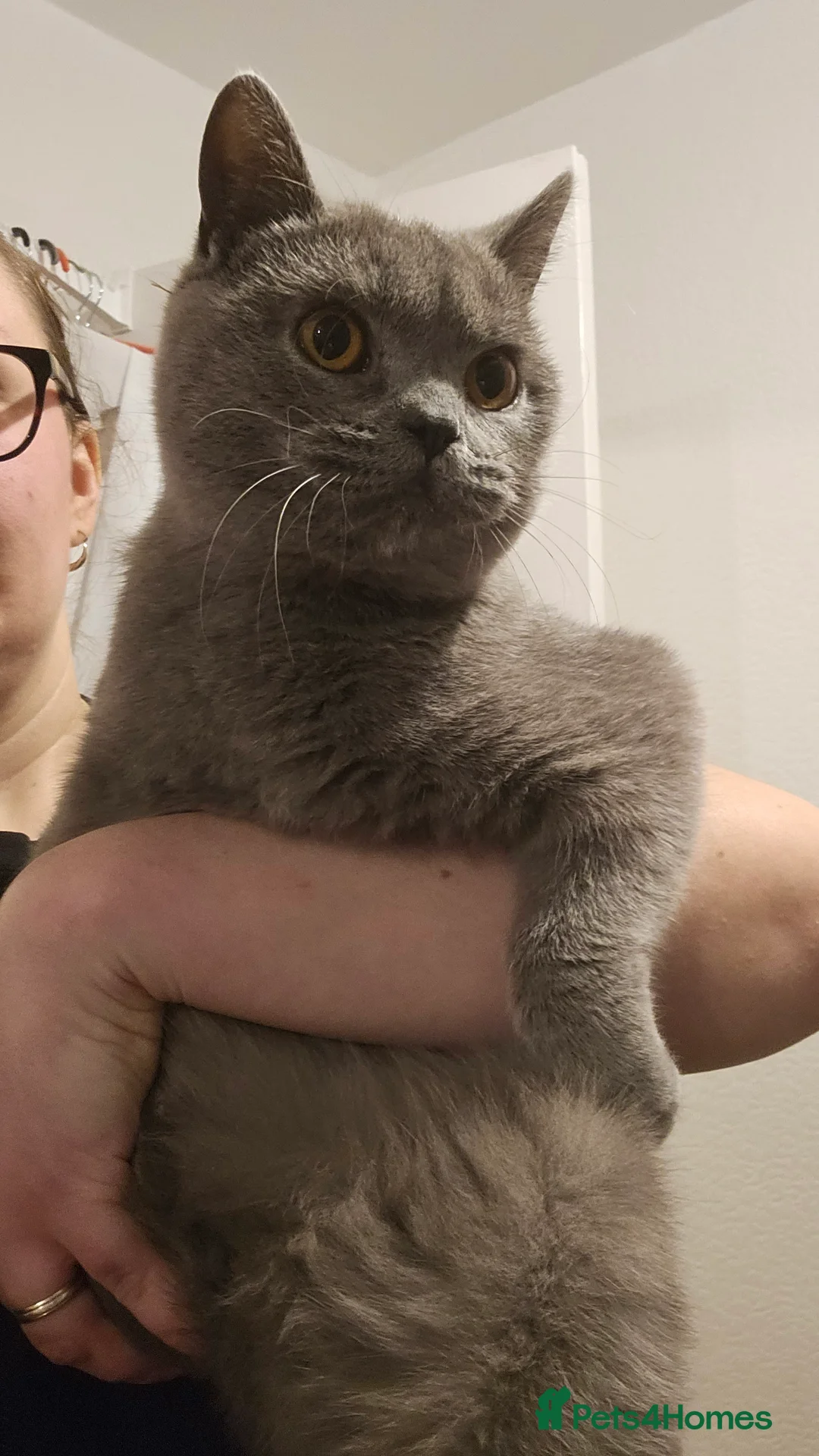 British Shorthair cats for sale: Grey British shorthair Female - Advert 9