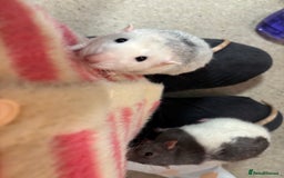 Rat rodents for sale: Four cute friendly brothers  - Advert 4