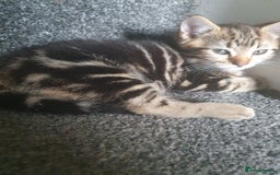 Mixed Breed cats for sale: Playful male kittens - Image 8