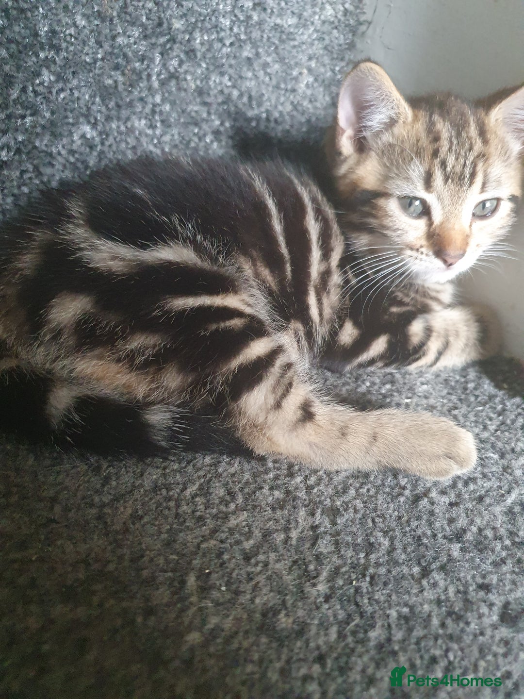 Mixed Breed cats for sale: Playful male kittens - Image 8