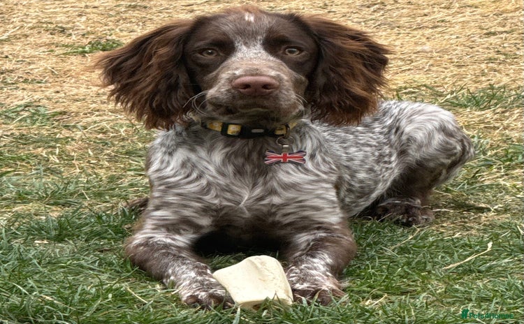 Cocker Spaniel dogs - Advert 12