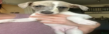 Whippet 4
