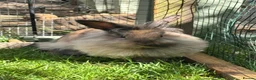 Mini Lion Lop rabbits for sale: Mini lion lop - Advert 5