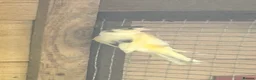 Canaries birds for sale: Canary - Advert 5