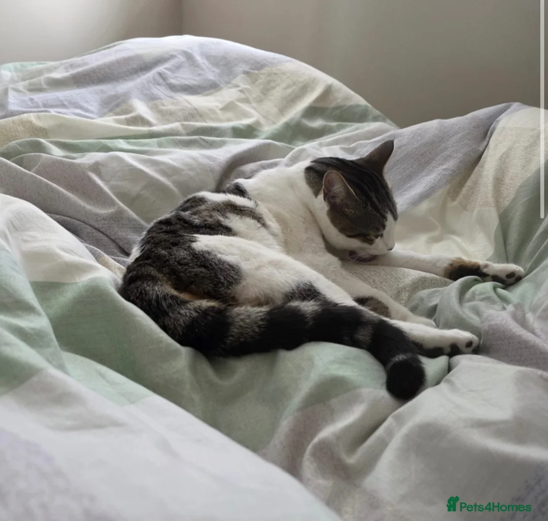 Mixed Breed cats for sale: Adorable and affectionate cat for sale!! - Advert 2