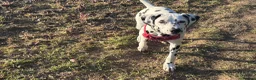 Dalmatian dogs for sale: Loving Dalmatian Pup Looking for His Forever Home - Advert 4
