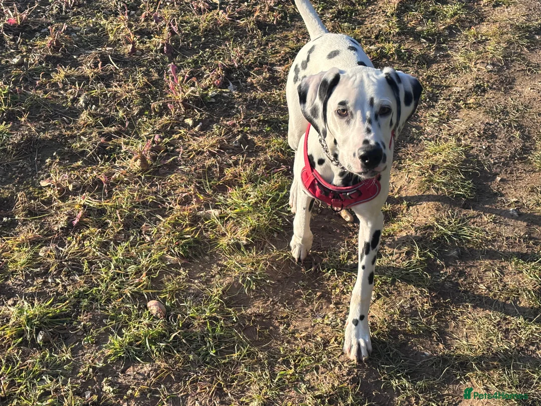 Dalmatian dogs for sale: Loving Dalmatian Pup Looking for His Forever Home - Advert 4