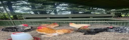 Chickens poultry for sale: Peking bantam chicks for sale in Bishop's Stortford - Advert 2