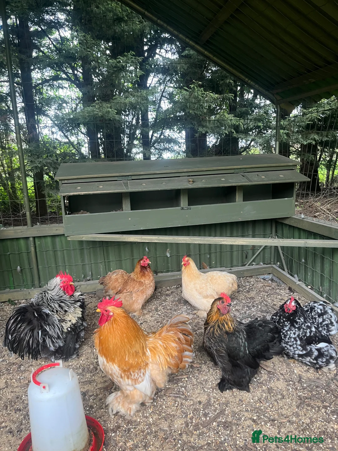 Chickens poultry for sale: Peking bantam chicks for sale in Bishop's Stortford - Advert 2