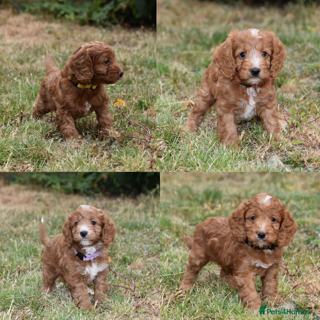 Cockapoo dogs F1 Toy Cockapoo Puppies Fully Health Tested - Advert 10