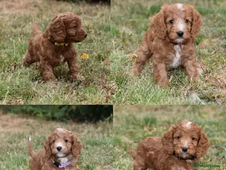 Cockapoo dogs F1 Toy Cockapoo Puppies Fully Health Tested - Advert 10