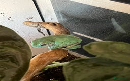 Frog reptiles for sale: 2 Australian White Tree Frogs  - Image 5