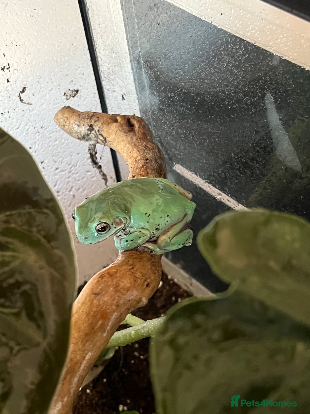 Frog reptiles for sale: 2 Australian White Tree Frogs  - Image 5