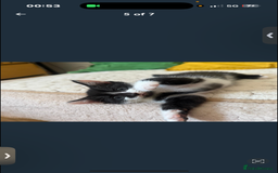 Mixed Breed cats for sale: 9 week old kitten - Image 5