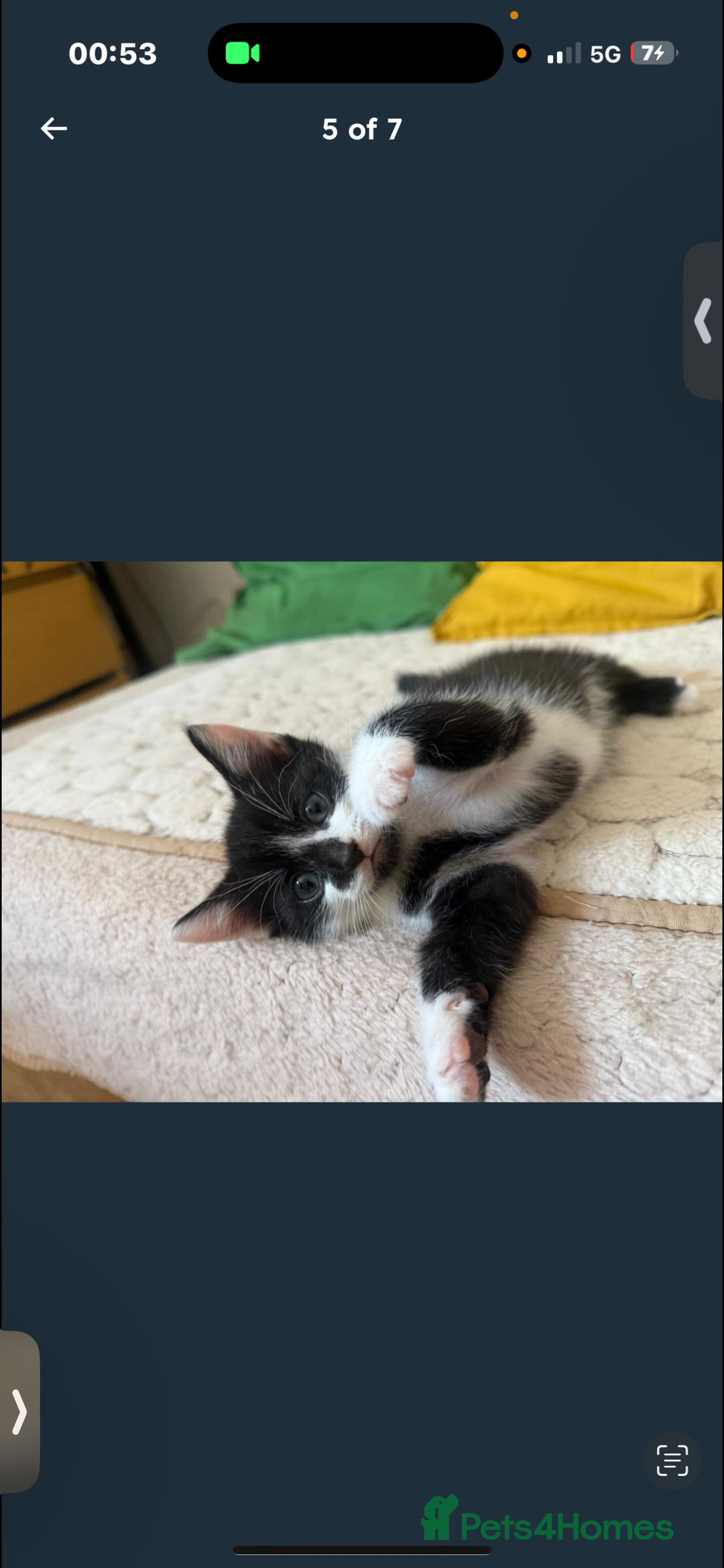 Mixed Breed cats for sale: 9 week old kitten - Image 5