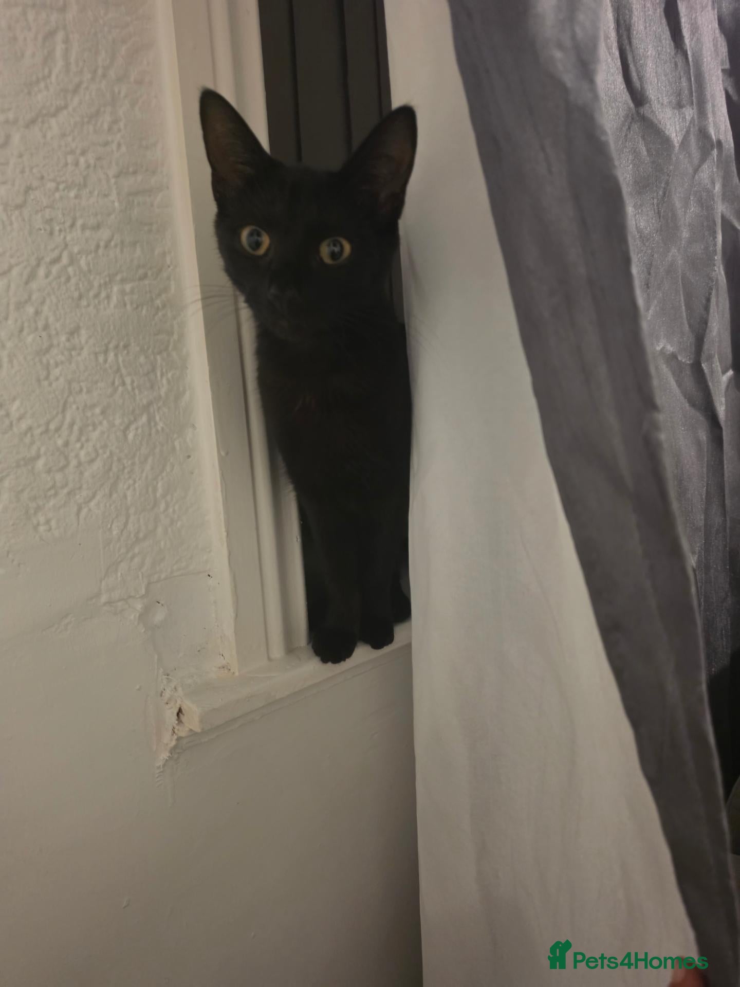 Mixed Breed cats 17 months old cat for sale - Advert 2