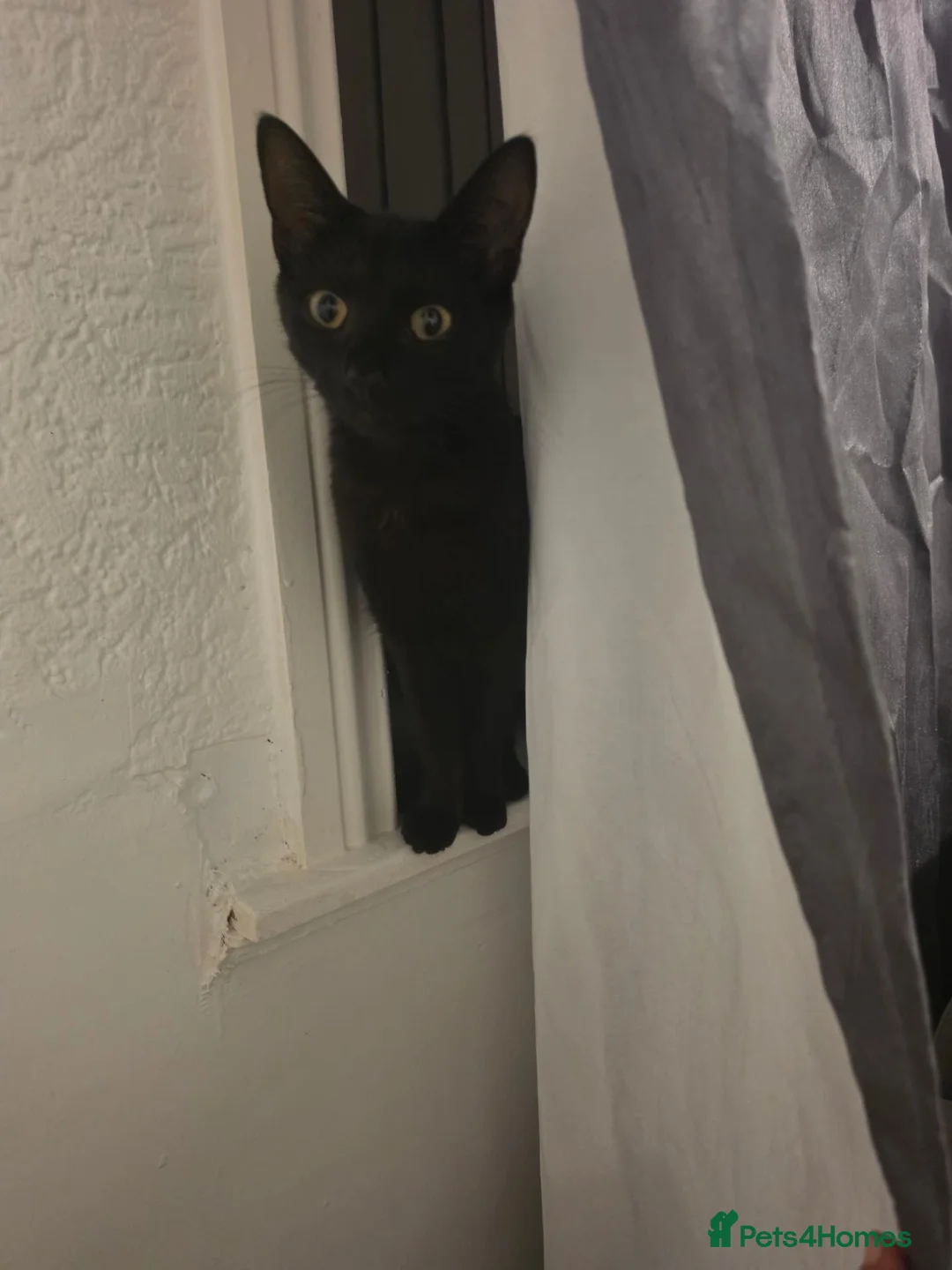 Mixed Breed cats for sale: 17 months old cat for sale - Advert 1