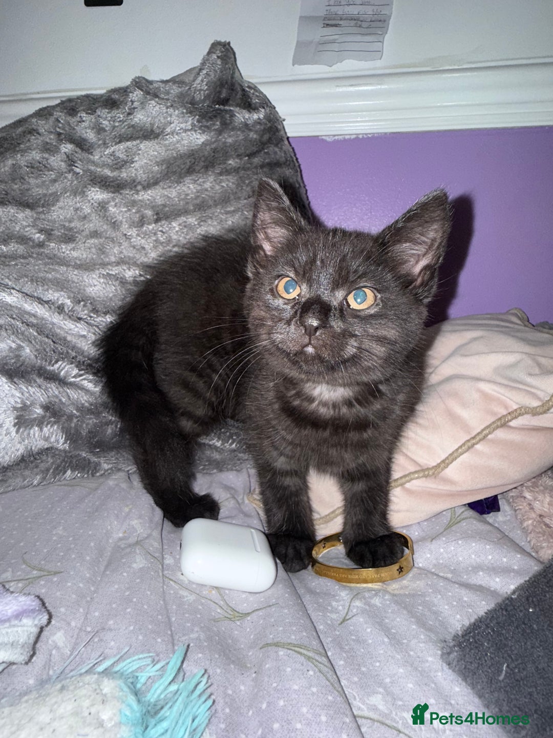 British Shorthair cats for sale: Beautiful British Shorthair Cross Kittens - Advert 18