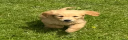 Mini Goldendoodle dogs for sale:   Like owning a miniature fluffy Golden Retriever - Advert 11