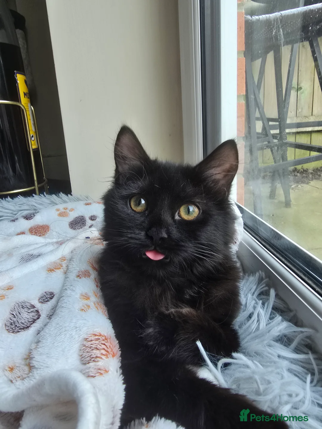 Mixed Breed cats for sale: Freya Black Female with lots of stuff  - Advert 9